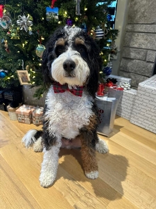 Winston F1 Mini Bernedoodle of Dina & Goose